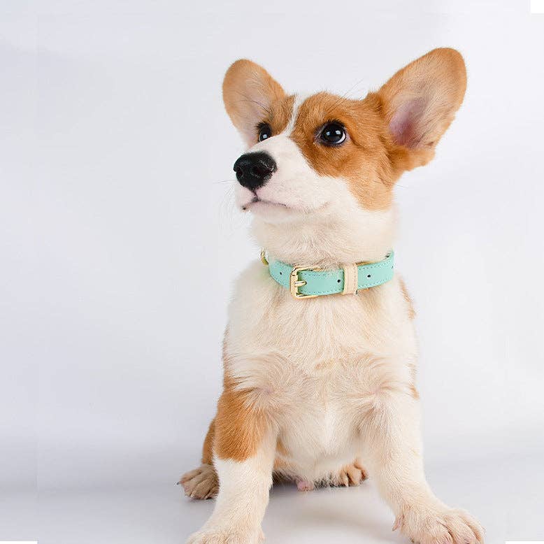 Leather Dog Collar: Blue Sherbert / L