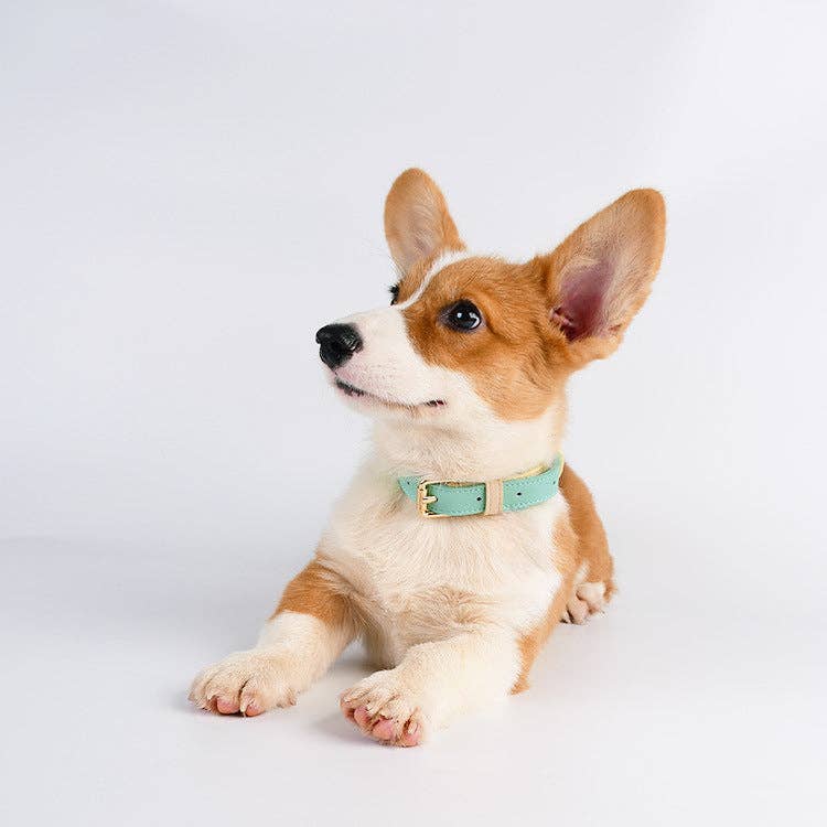 Leather Dog Collar: Blue Sherbert / L